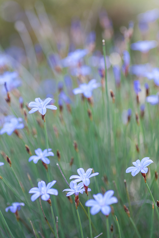 Fleurs de l'Aphyllante de Montpellier, pendant un stage de photo dans l'Ardèche