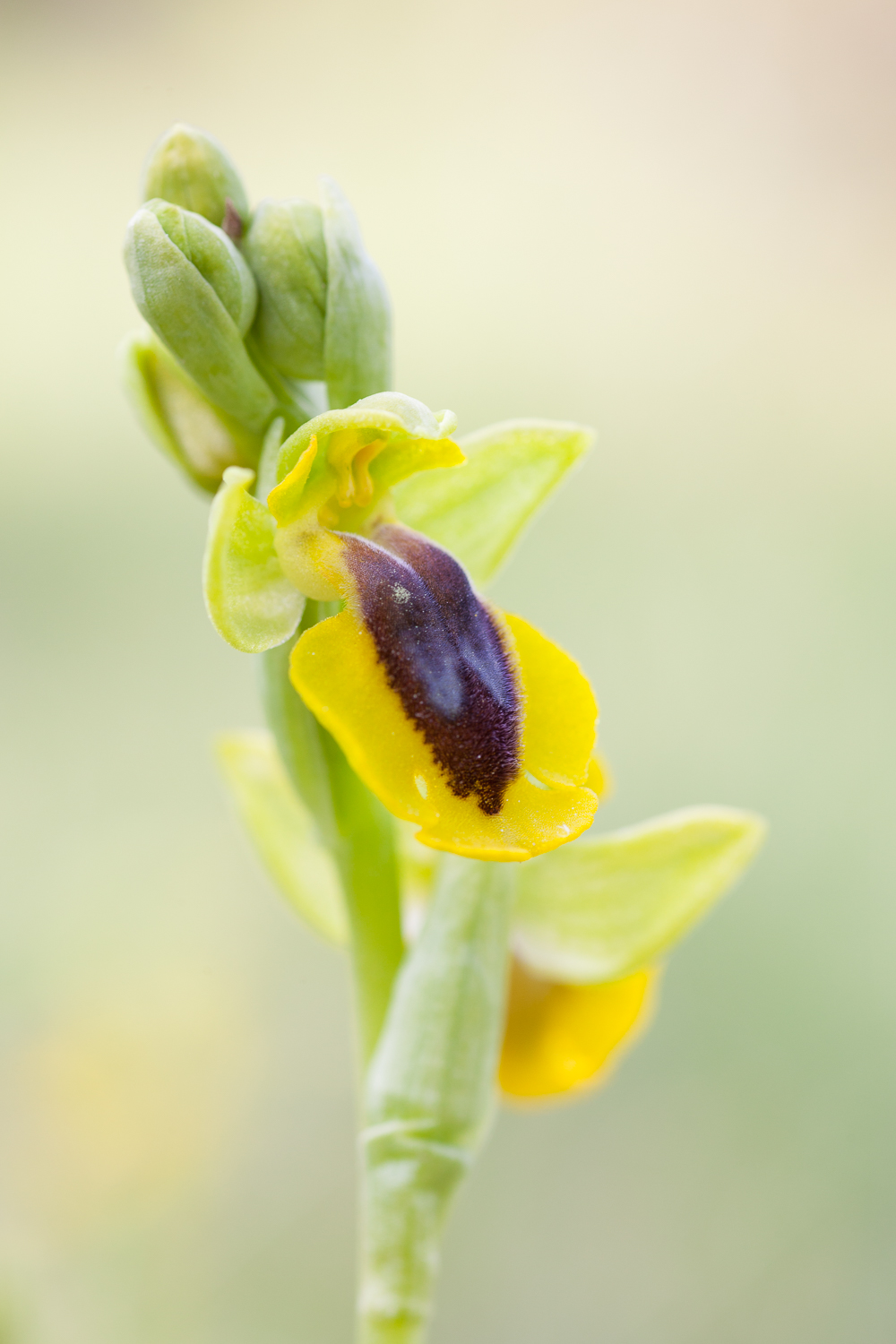 photo de l'orchidée Ophrys lutea lors d'un stage dans l'Ardèche.