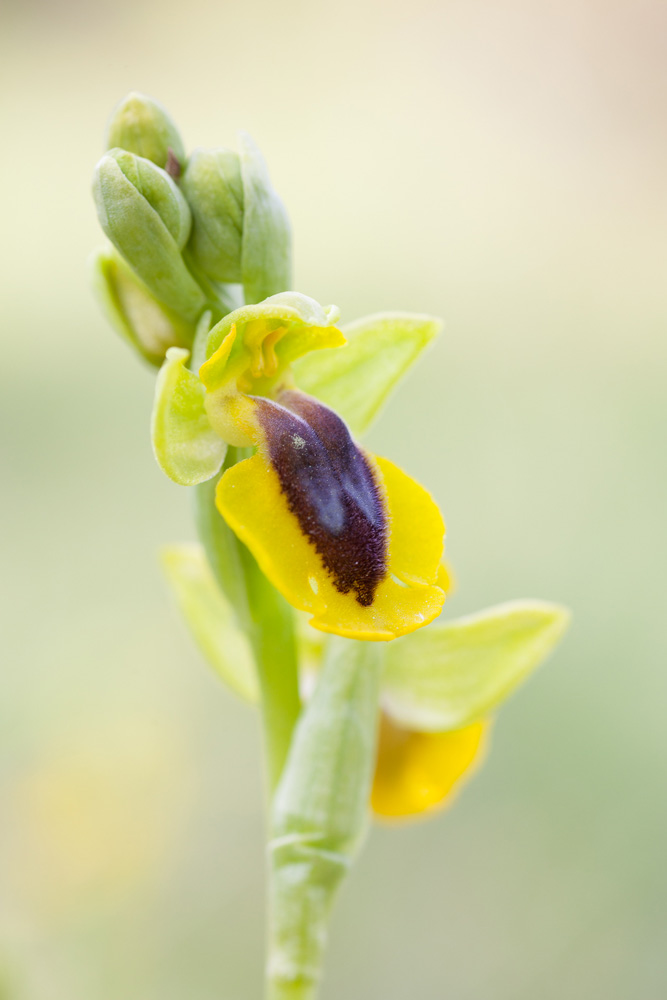 L'orchidée Ophrys jaune, Ophrys lutea, en macrophotographie