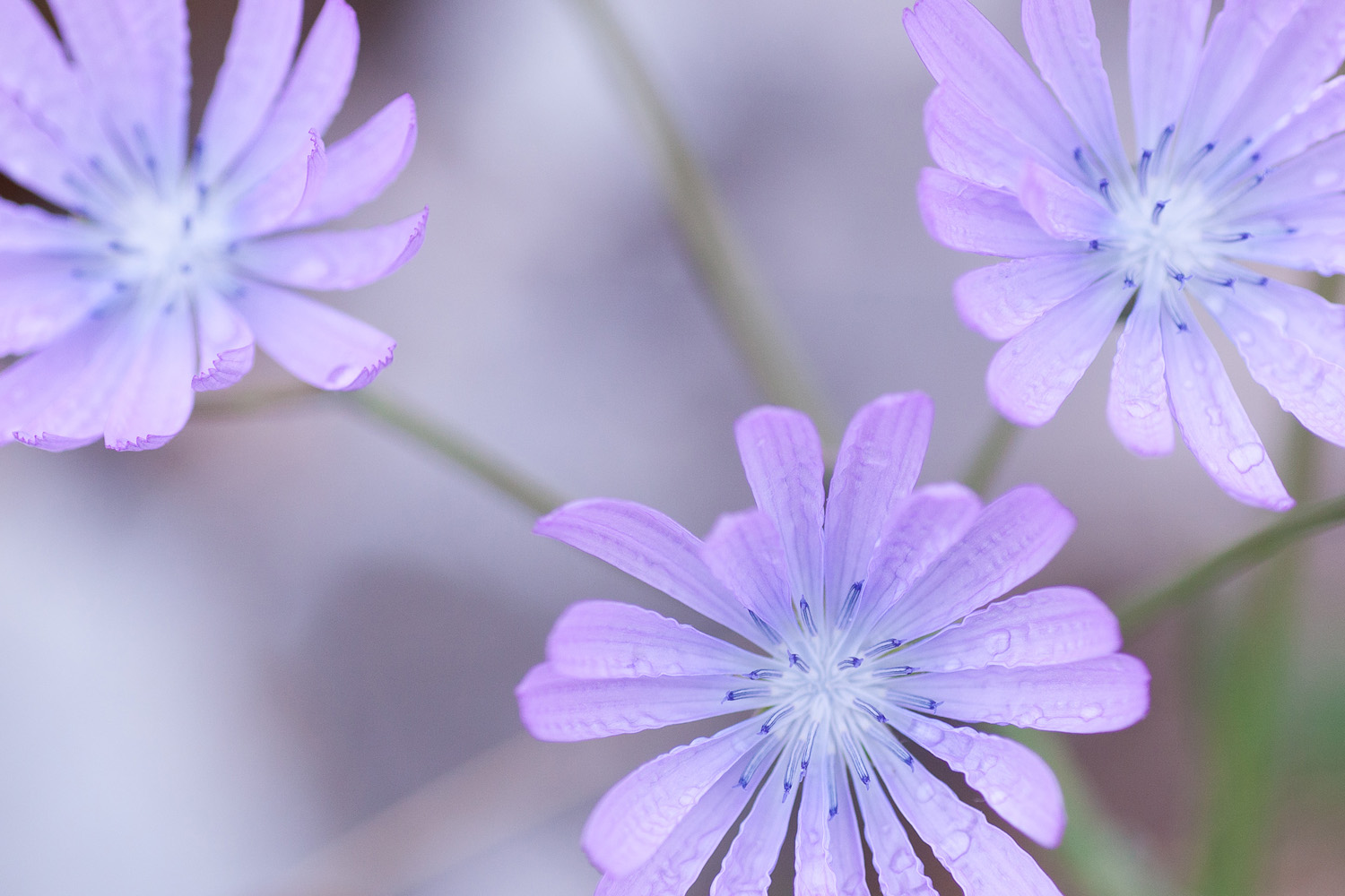 fleurs de chicorée sauvage pendant un stage de macrophotographie