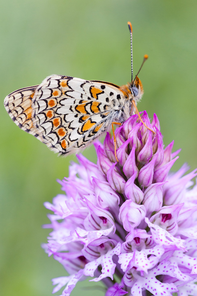 papillon sur l'orchidée Orchis tridenté, Neotinea tridentata, au château de crussol