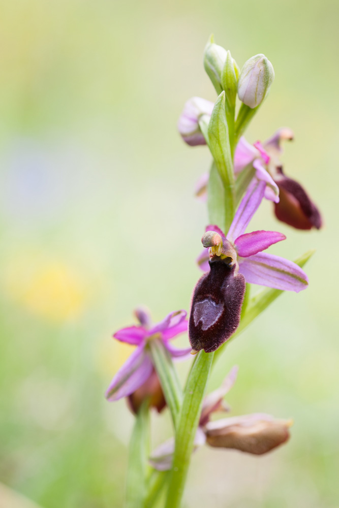 L'orchidée Ophrys de la Drôme, Ophrys drumana, durant un stage photo