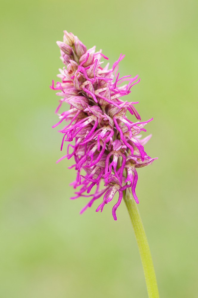 L'orchidée hybride Orchis x bergonii entre l'orchis singe, Orchis simia et l'orchis homme pendu, Orchis anthropophora, en stage photo dans la Drôme