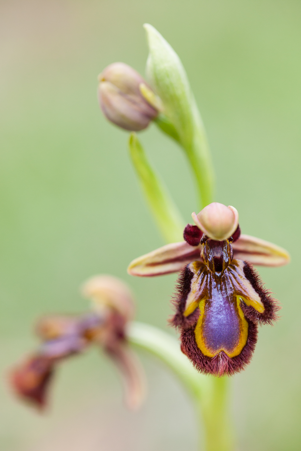 photo de l'orchidée Ophrys speculum, lors d'un stage dans le Drôme