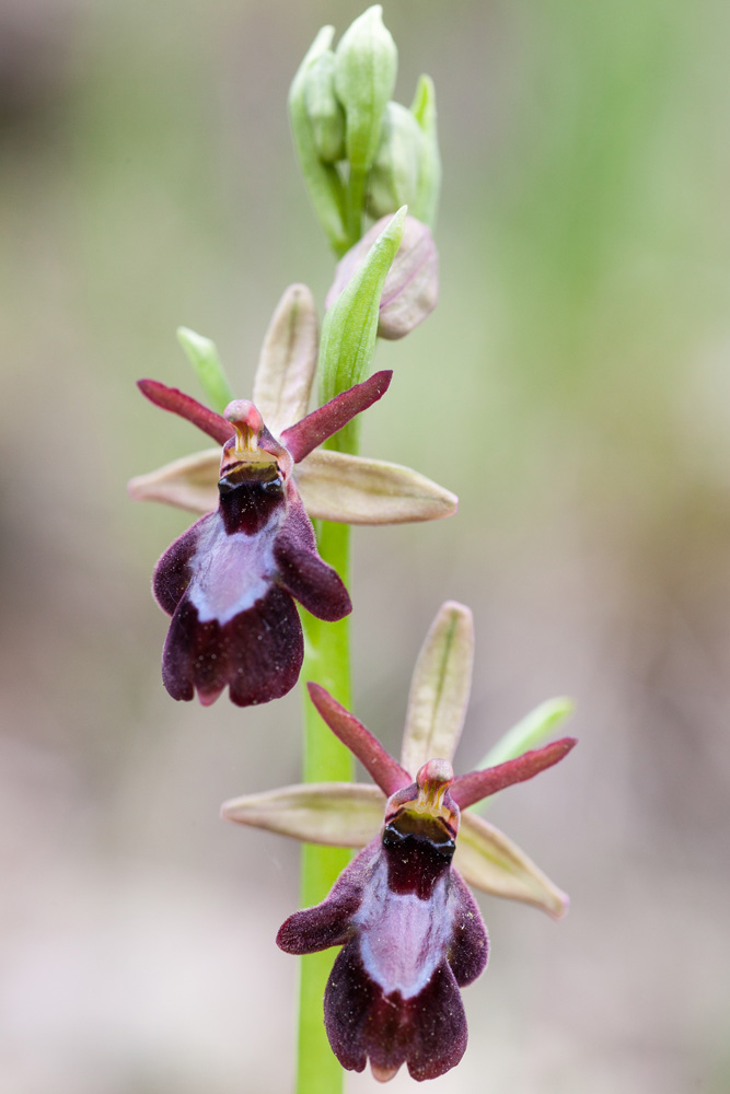 L'orchidée Ophrys x royanensis pendant un stage de macrophotographie dans la Drôme