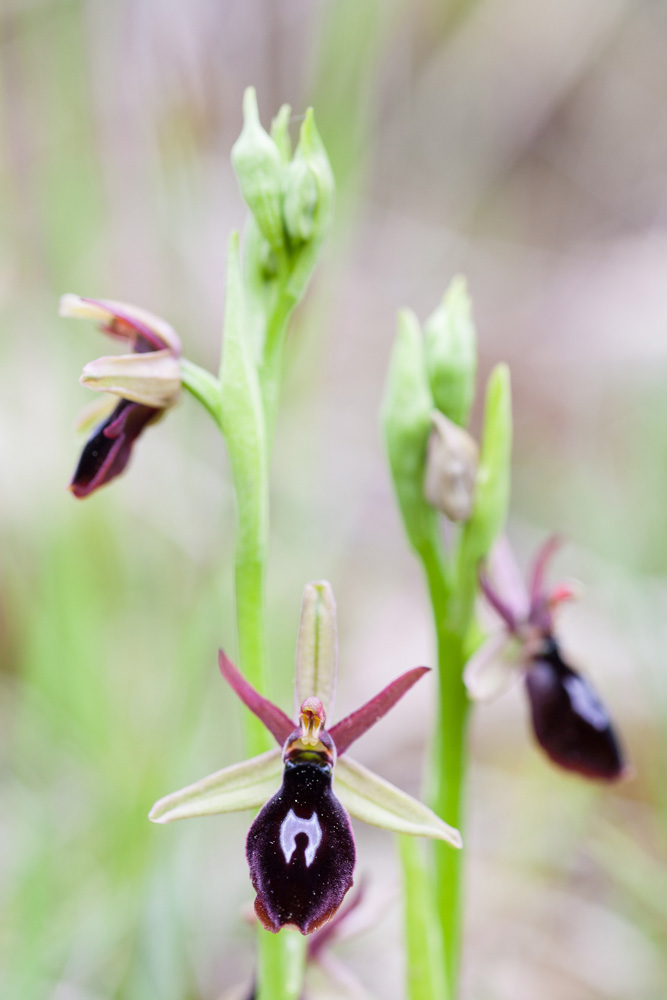 L'orchidée hybride Ophrys x royanensis, entre Ophrys drumana et Ophrys insectifera, lors d'un stage photo dans la Drôme