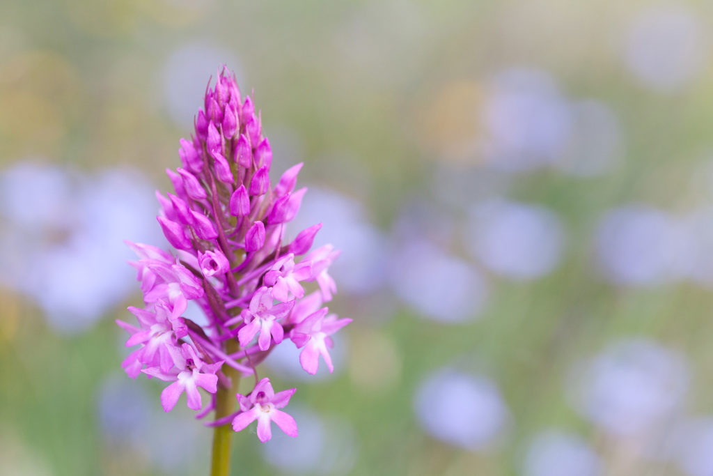 Un oeil sur la Nature | FRANCE – Orchidées sauvages