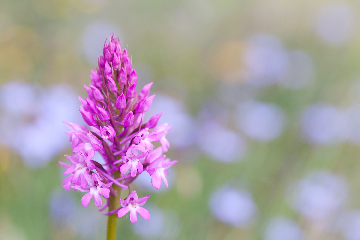 L'orchidée Orchis pyramidal, Anacamptis pyramidalis, en Ardèche, pendant un stage photo