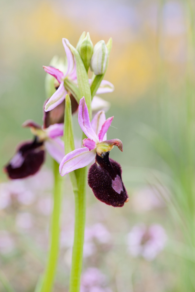 L'orchidée Ophrys Aurélien, Ophrys aurelia, en Ardèche, sur un stage de macrophotographie