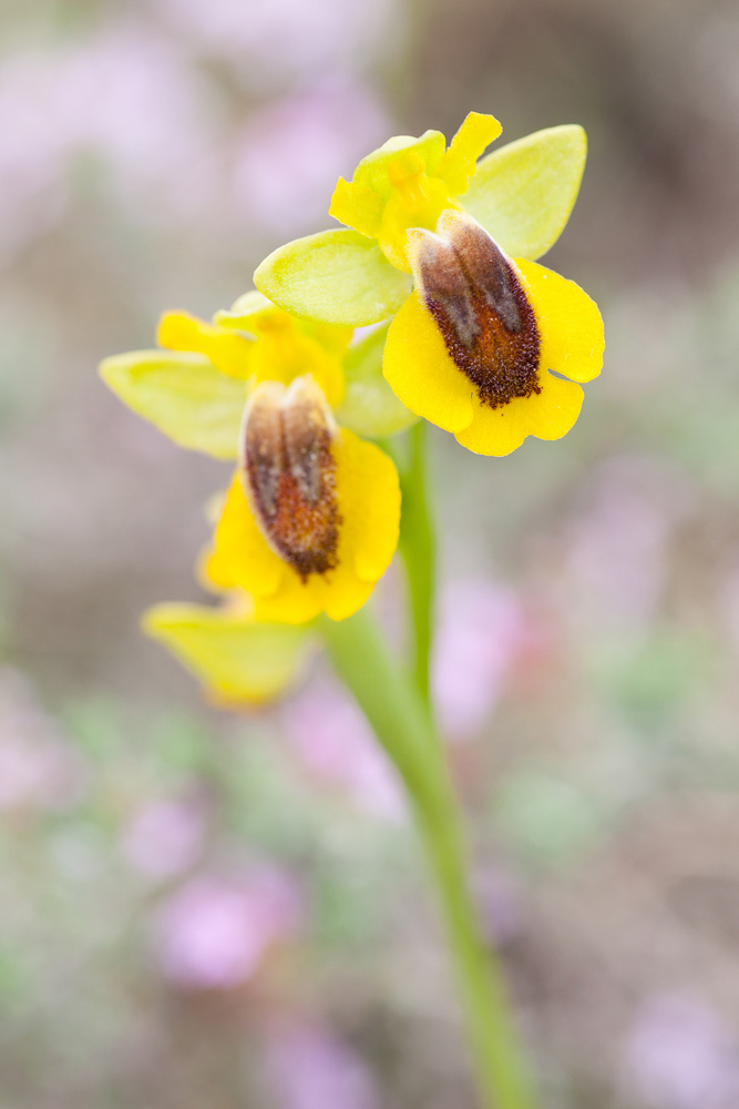 L'orchidée Ophrys jaune, Ophrys lutea, en ardèche, sur un stage photo