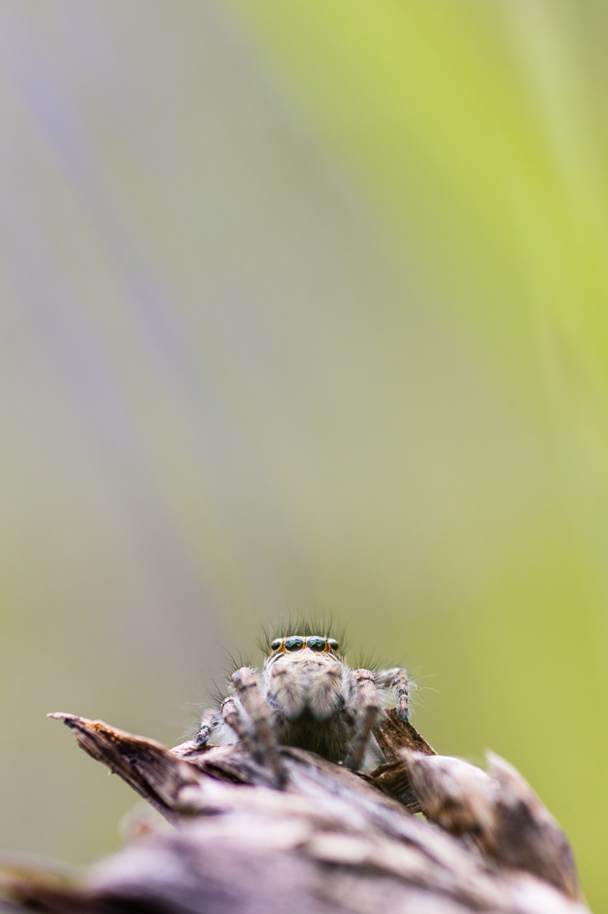 araignée saltique en macrophotographie lors d'un stage photo sur les orchidées