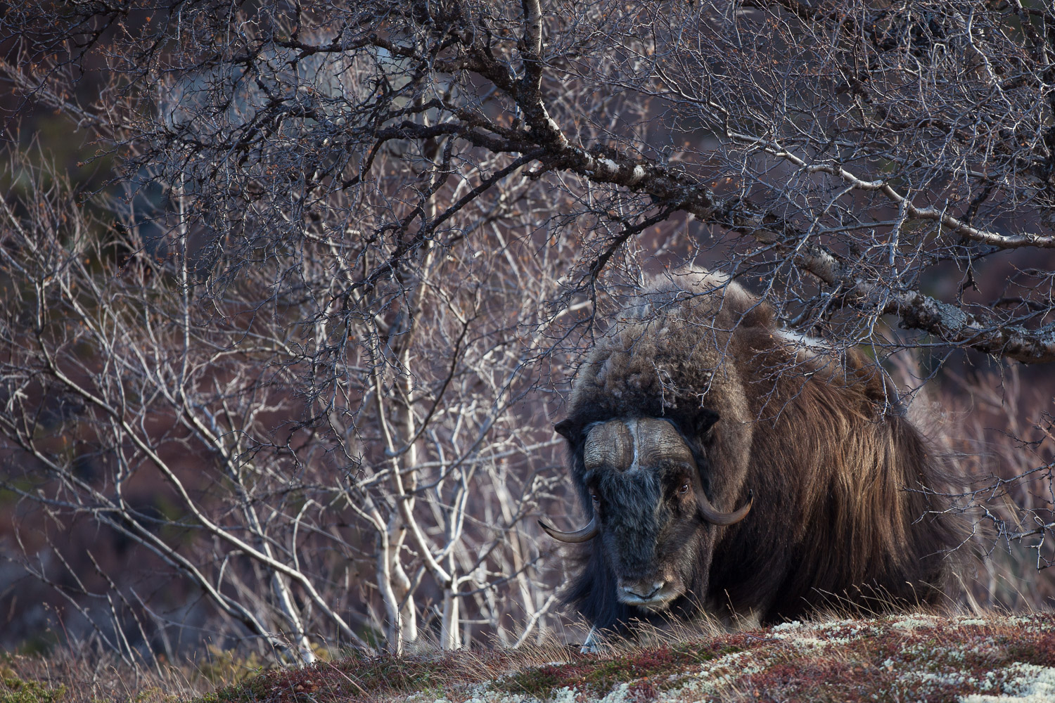 photo de mâle de boeuf musqué dans le parc de Dovrefjell, Norvège