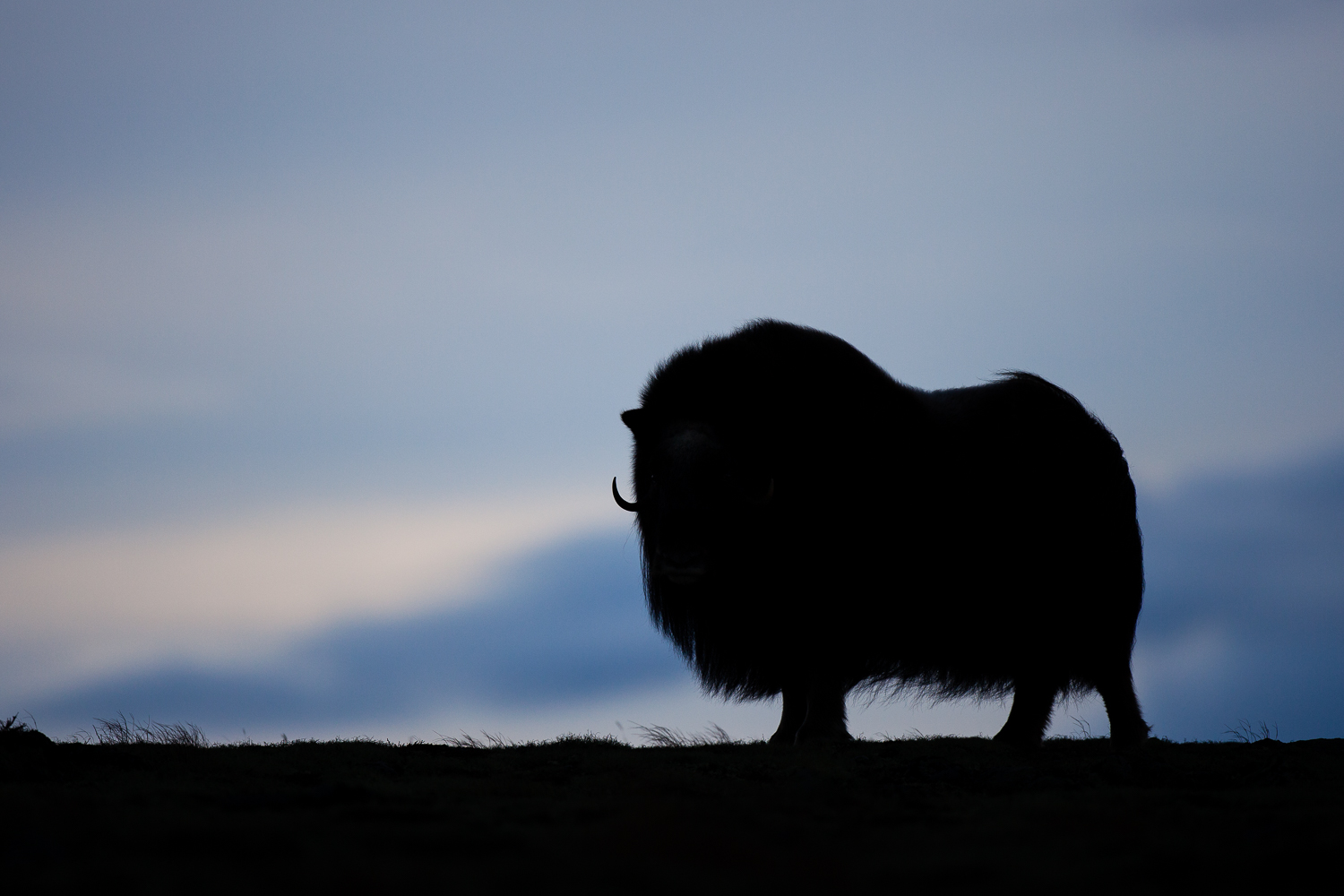 photo à contre jour d'un boeuf musqué du parc de Dovrefjell, en Norvège.