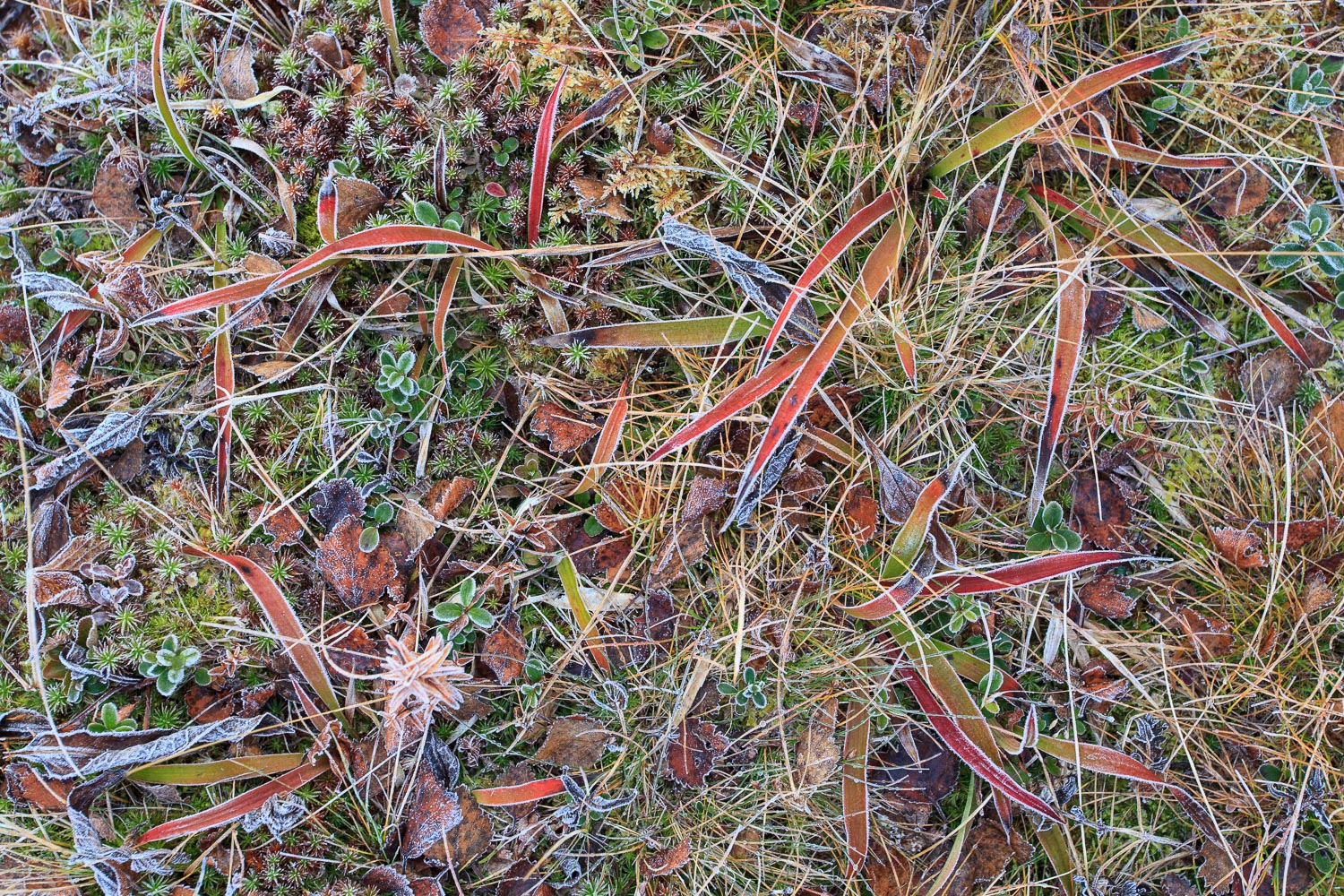 végétation du sous-bois dans le Dovrefjell, en Norvège