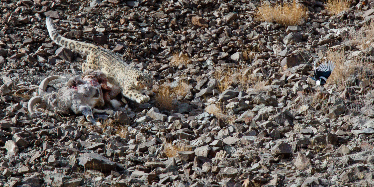 photo de panthère des neiges chassant une pie, avec sa proie, un bharal, au Ladakh