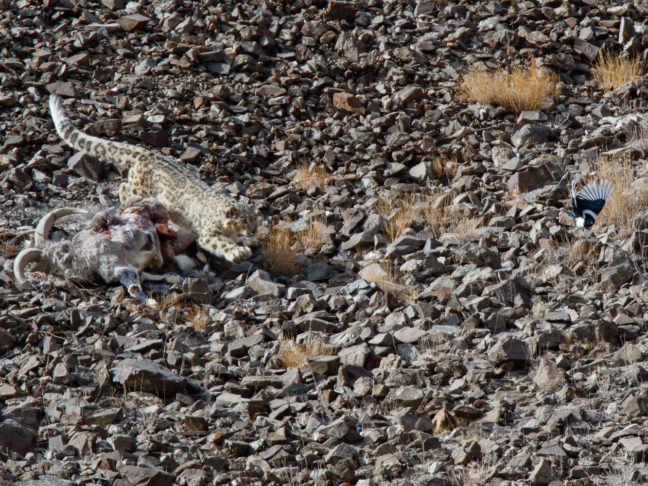 photo de panthère des neiges chassant une pie, avec sa proie, un bharal, au Ladakh