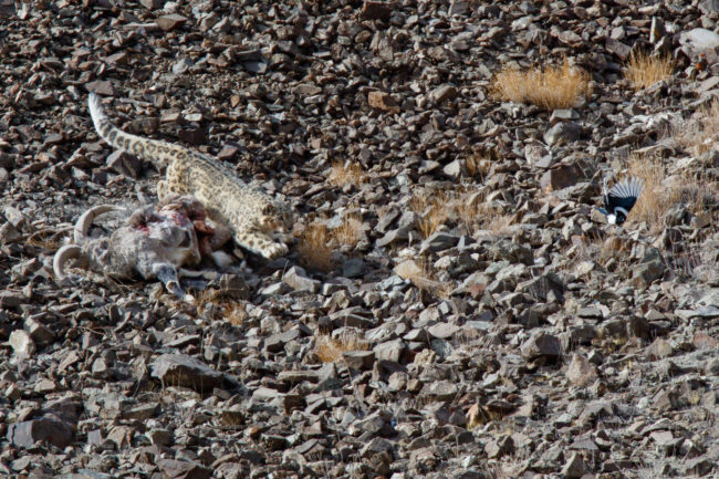SD-2016-01-0430 photo de panthère des neiges chassant une pie, avec sa proie, un bharal, au Ladakh