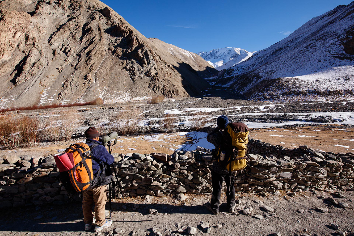 A la recherche de la panthère des neiges , au Ladakh, dans l'Himalaya indien
