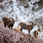 Bharals mâles, Pseudois nayaur, proie principale de la panthère des neiges au Ladakh