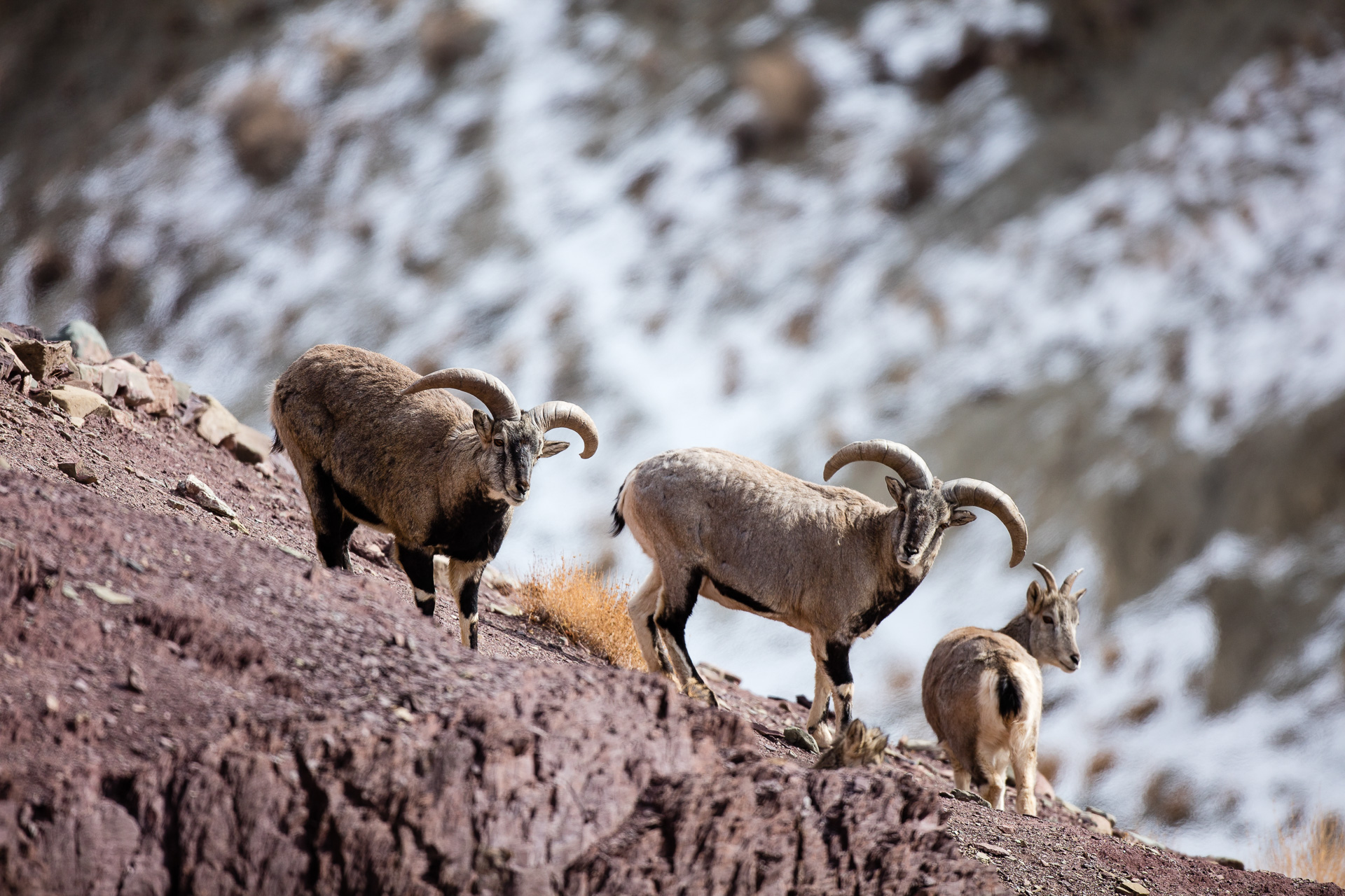 Bharals mâles, Pseudois nayaur, proie principale de la panthère des neiges au Ladakh