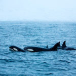 Groupe familial d'orques à Senja, près de Tromsø en Norvège. killer whales pod in Senja, near Tromsø in Norway