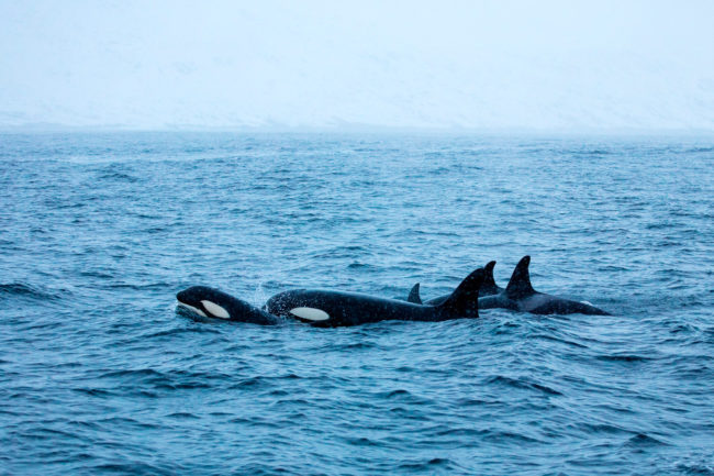 Groupe familial d'orques à Senja, près de Tromsø en Norvège. killer whales pod in Senja, near Tromsø in Norway