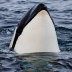 portrait d'orques à Senja, près de Tromsø en Norvège. Portrait of a killer whale in Senja, near Tromsø in Norway