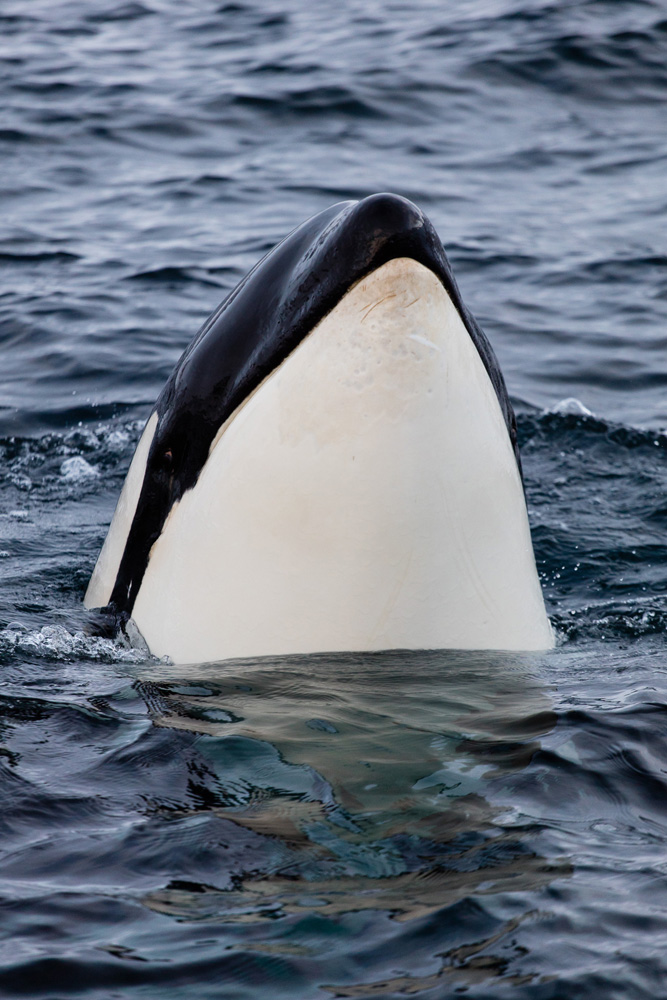 portrait d'orques à Senja, près de Tromsø en Norvège. Portrait of a killer whale in Senja, near Tromsø in Norway