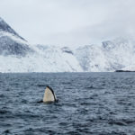 orques dans un fjord de l'île de Senja, en Norvège, près de Tromsø. Killer whales in a fjord of Senja near Tromsø in Norway