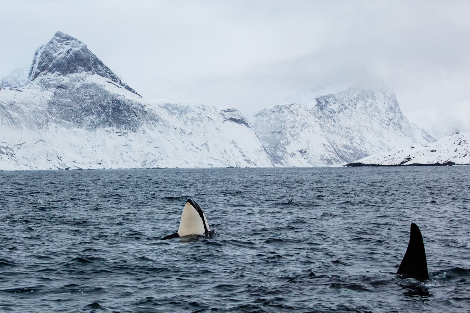 orques dans un fjord de l'île de Senja, en Norvège, près de Tromsø. Killer whales in a fjord of Senja near Tromsø in Norway