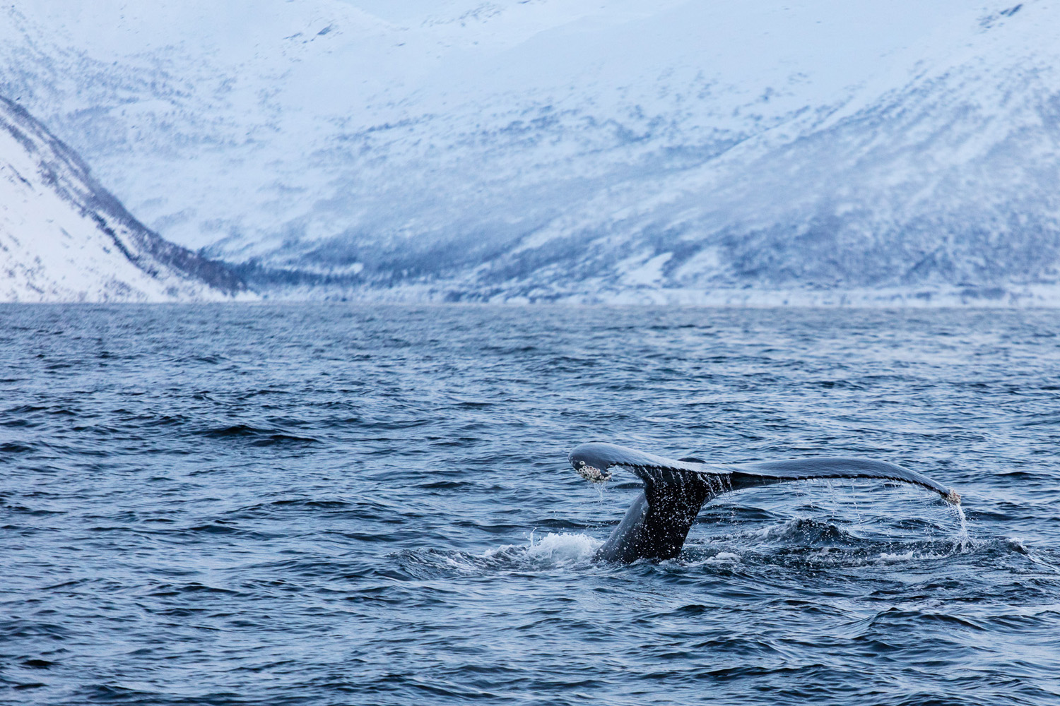 baleine à bosse en plongée sur l'île de Senja, près de Tromsø, en Norvège