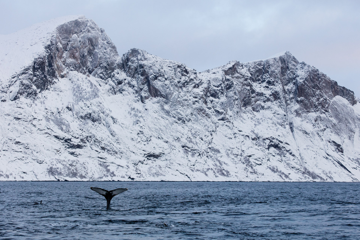 queue de baleine à bosse dans le fjord de Mefjordvær, sur l'île de Senja, près de Tromsø, en Norvège