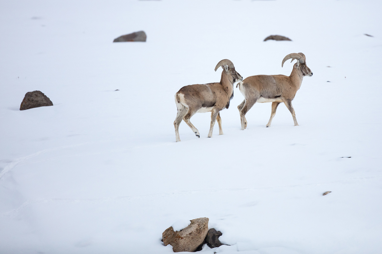 Urials mâles, Ovis vignej, un mouflon endémique du Ladakh, lors d'un voyage photo
