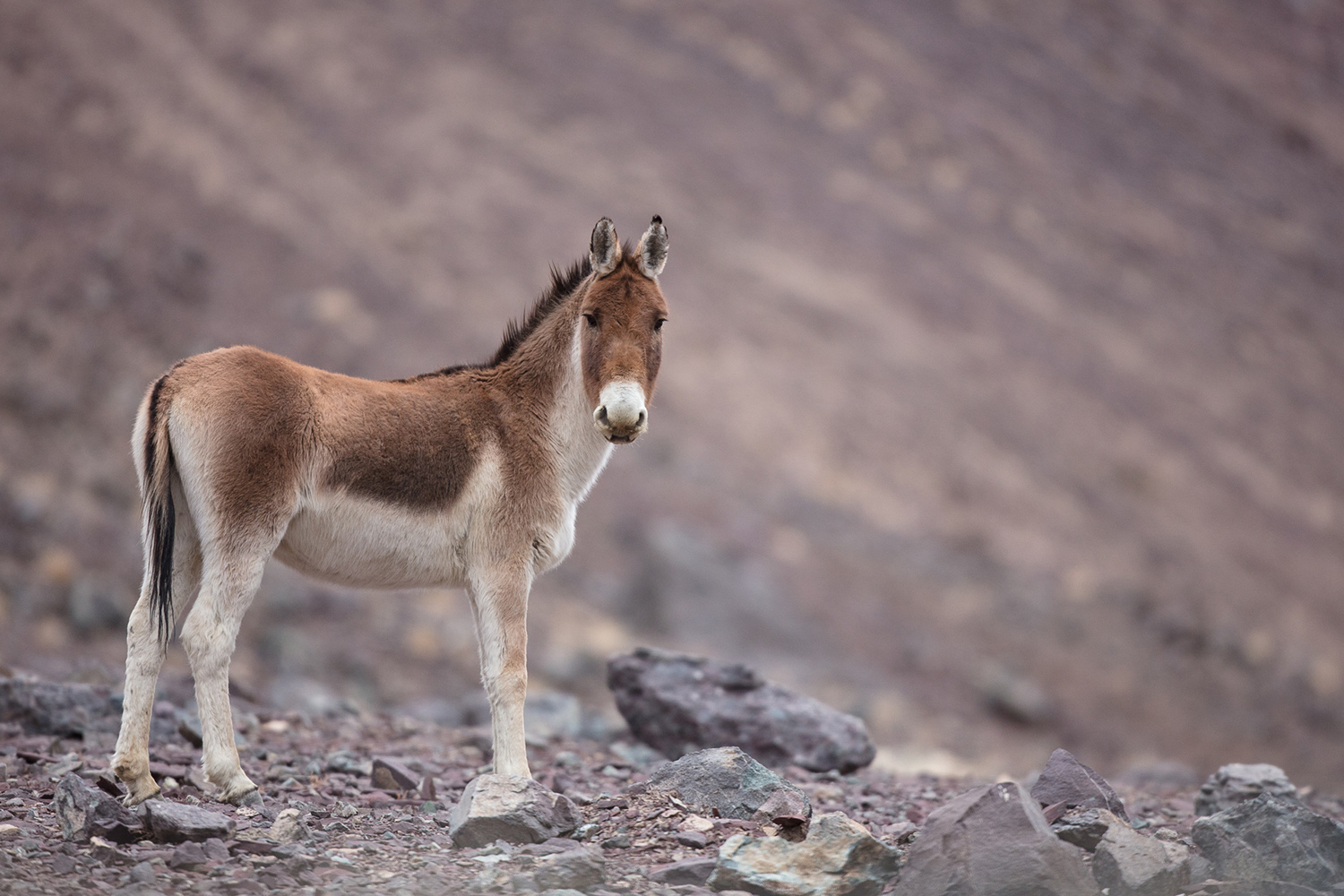 kiang, Equus kiang, un beau cheval sauvage du Ladakh et du Chang Tang