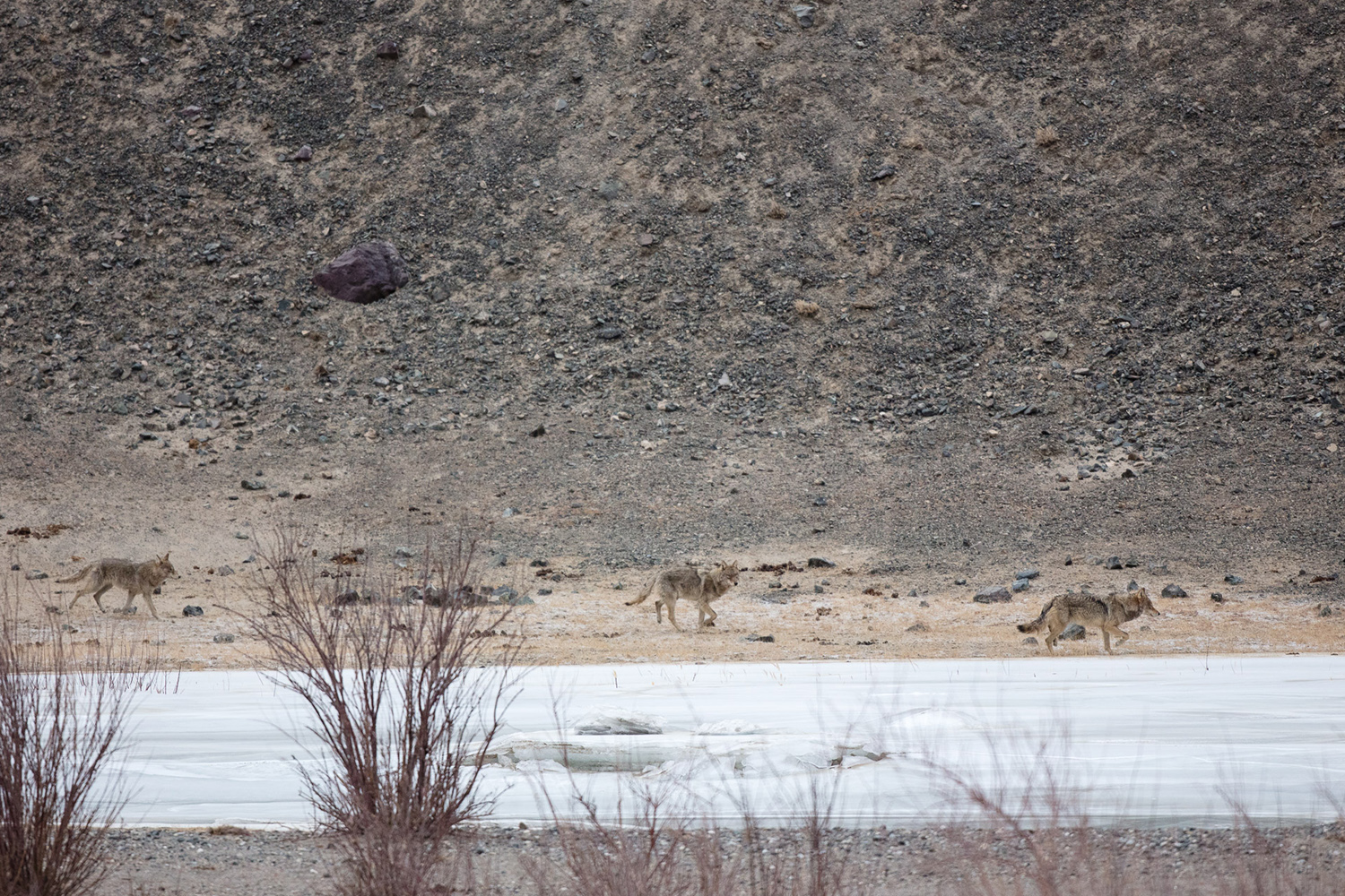 meute de loup du Tibet, Canis lupus chanco, pendant un voyage photo au Ladakh
