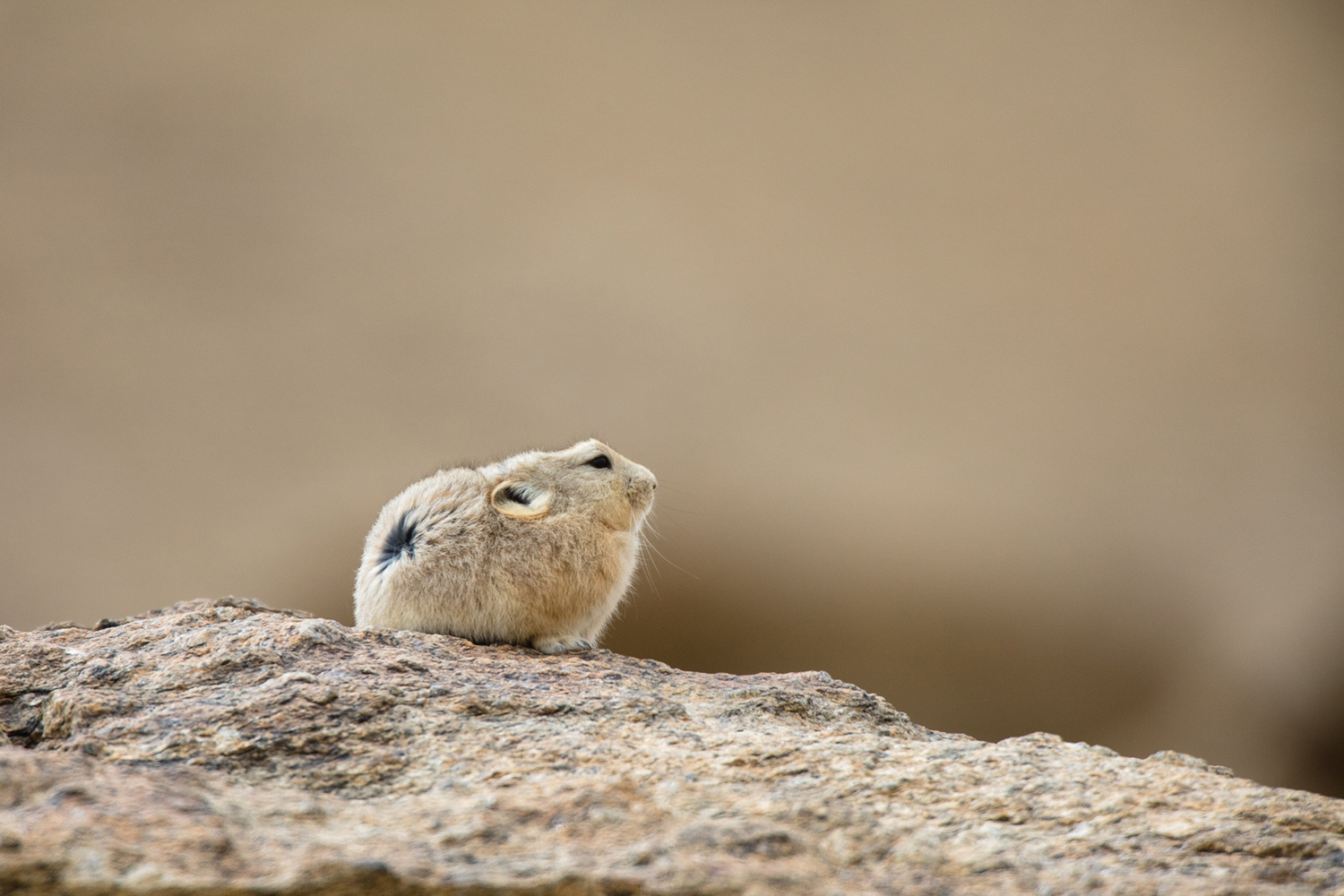 Pika du Ladakh, Ochotona ladacensis, lors d'un voyage photo dans le Chang Tang, dans l'Himalaya en Inde