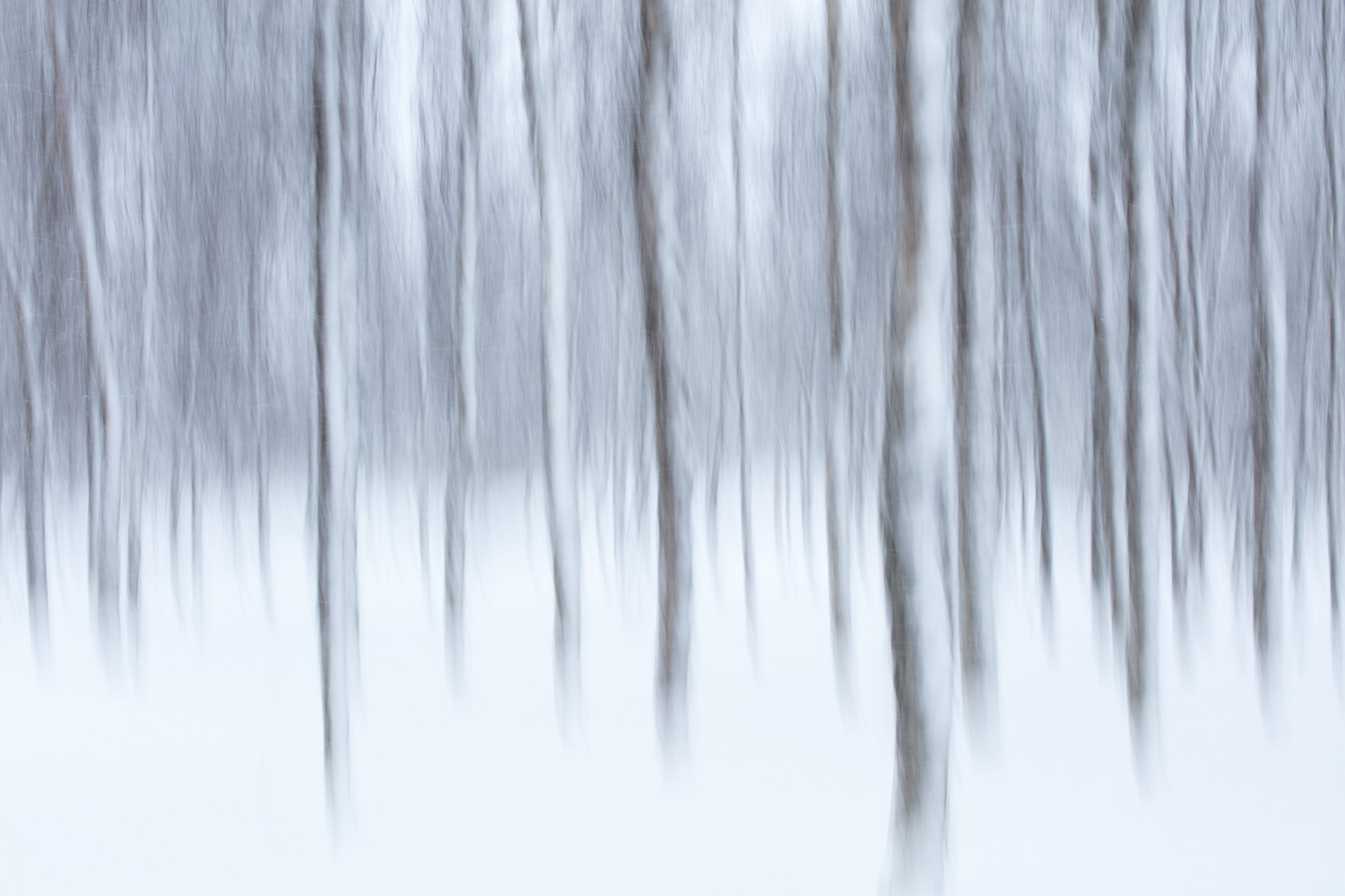 arbres flous, interprétation photographique artistique