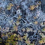 détail de la végétation de la toundra gelée dans les Alpes de Lyngen, en Norvège