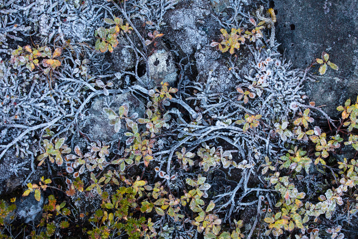 détail de la végétation de la toundra gelée dans les Alpes de Lyngen, en Norvège