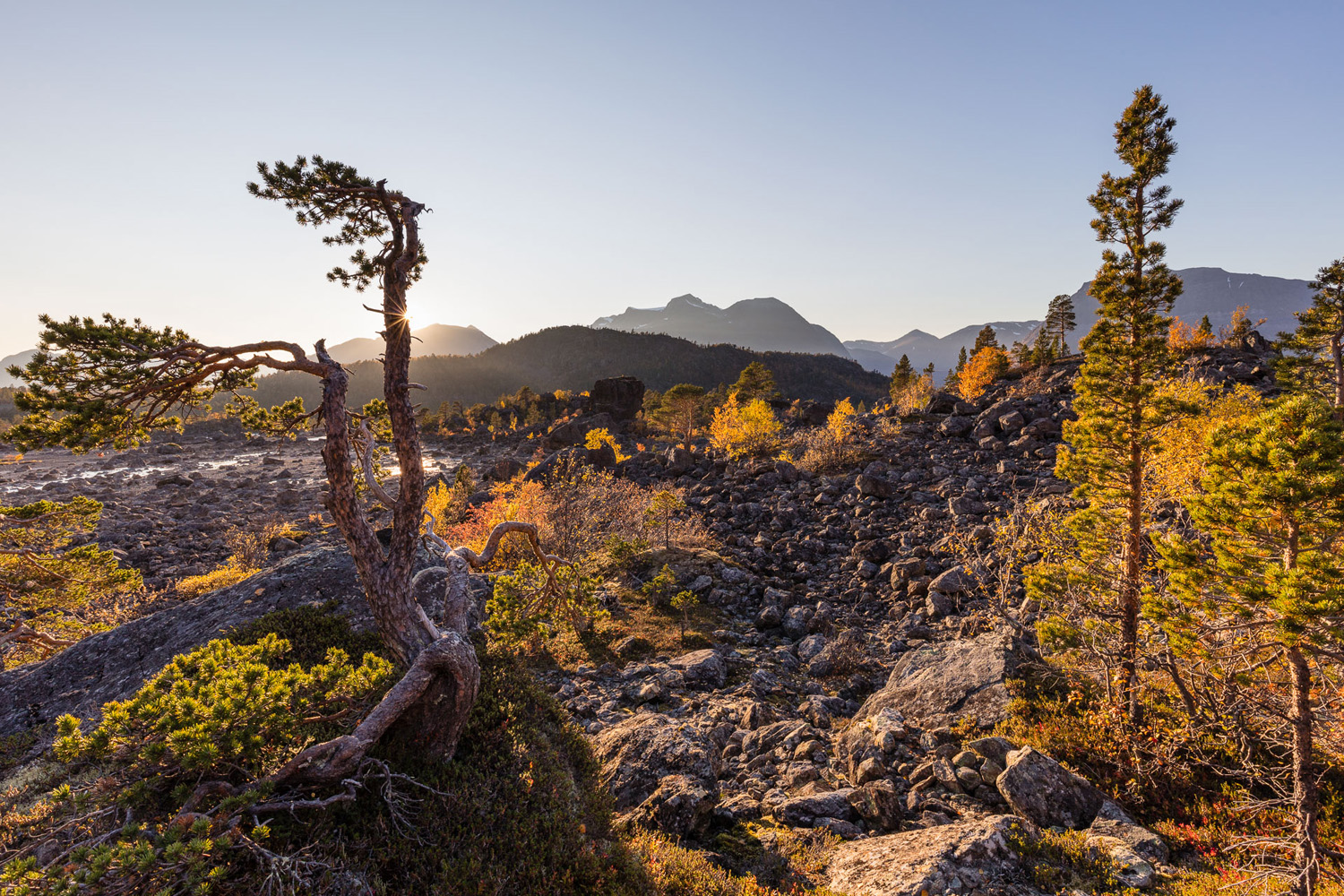 forêt boréal sur éboulis dan les Alpes de Lyngen, lors d'un voyage photo en automne durant la ruska en Norvège