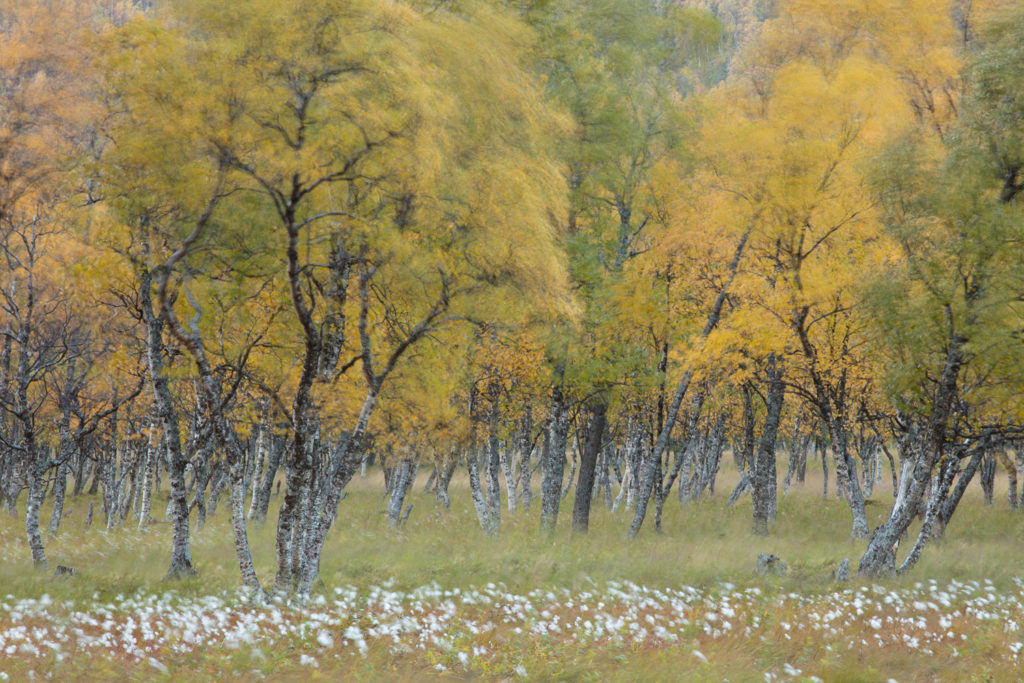 Un oeil sur la Nature | NORVÈGE – Automne polaire en Laponie