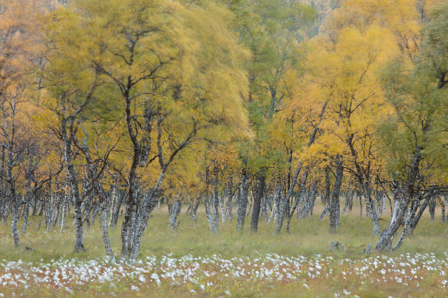 bois de bouleaux en automne, dans le vent, durant un voyage photo dans les Alpes de Lyngen, en Norvège