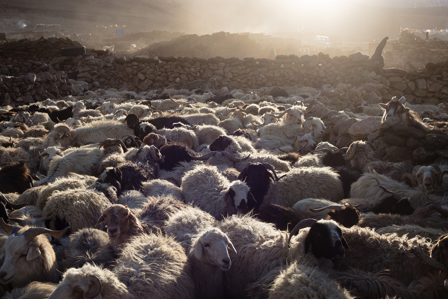 chèvres pashmina dans le Chang Tang, pendant un voyage photo au ladakh, dans l'Himalaya