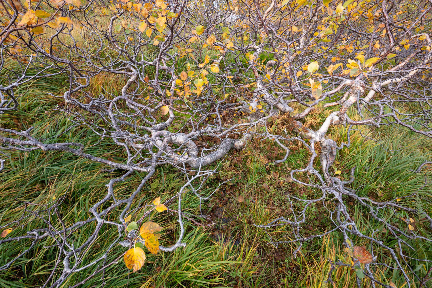 bouleau tortueux en automne, dans les îles Lofoten, photographié pendant un voyage photo