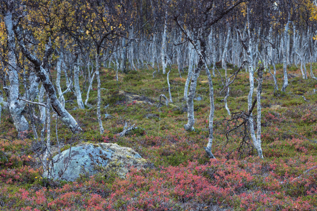 Un oeil sur la Nature | NORVÈGE – Automne polaire en Laponie
