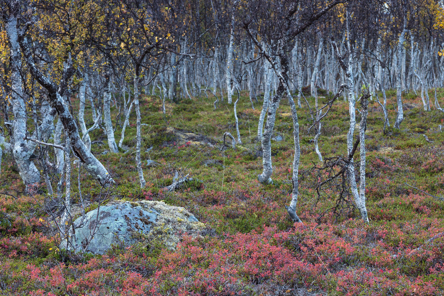 forêt boréale de bouleaux dans les Alpes de Lyngen, en automne, en Norvège