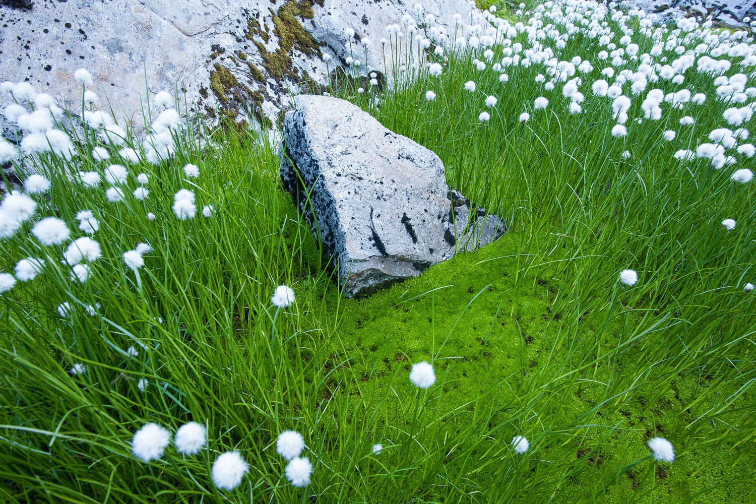 Linaigrette et mousse dans les îles Lofoten, en Norvège