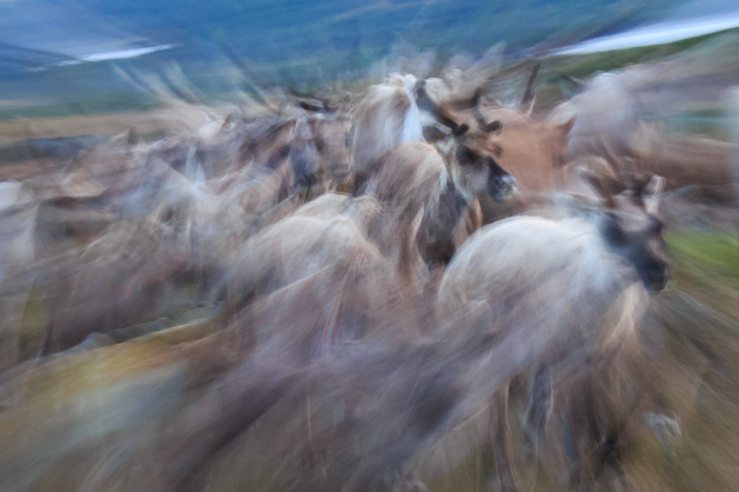 trek photo laponie, rennes dans le parc du Padjelanta