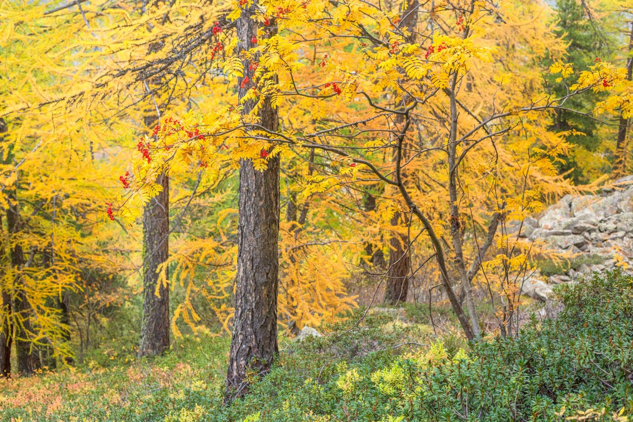 Forêt d'automne dans la Clarée