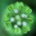 Capsella bursa-pastoris, une plante photogénique